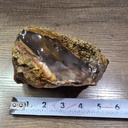 NATURAL AGATIZED PETRIFIED WOOD 2LBS 4OZ (OREGON)