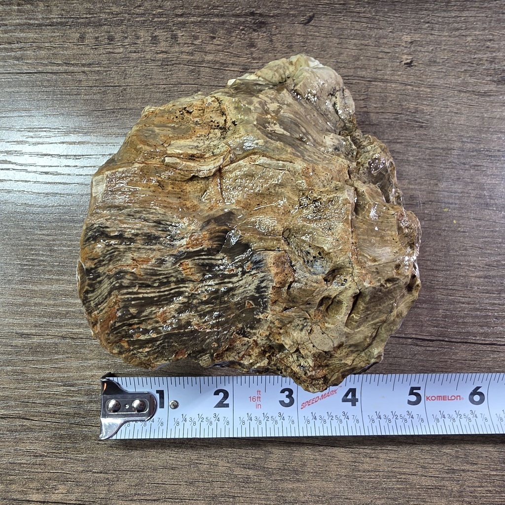 [PWON04] NATURAL AGATIZED PETRIFIED WOOD 2LBS 6OZ (OREGON)