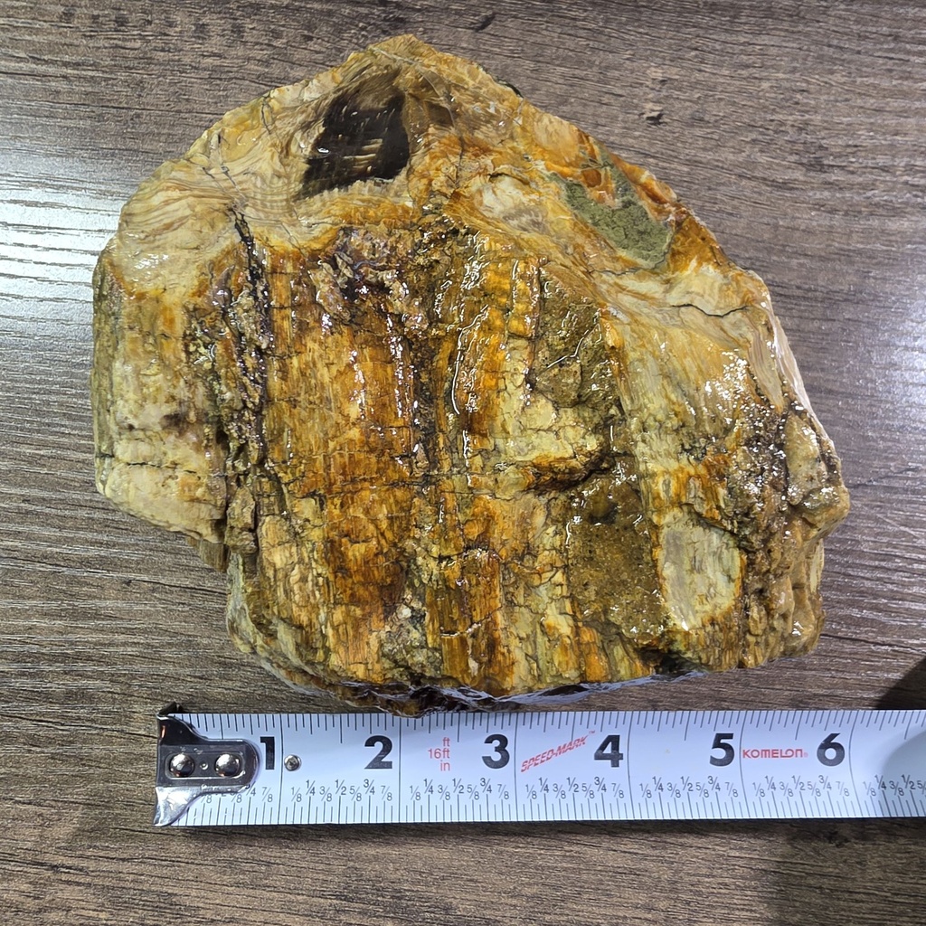 NATURAL AGATIZED PETRIFIED WOOD 2LBS 11OZ (OREGON)
